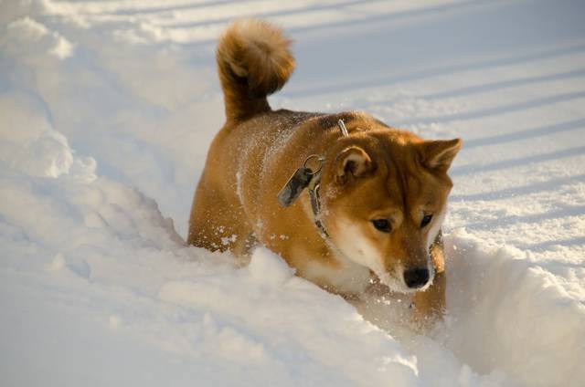 Shiba Inu (2 ans 1/2)  : course dans la neige