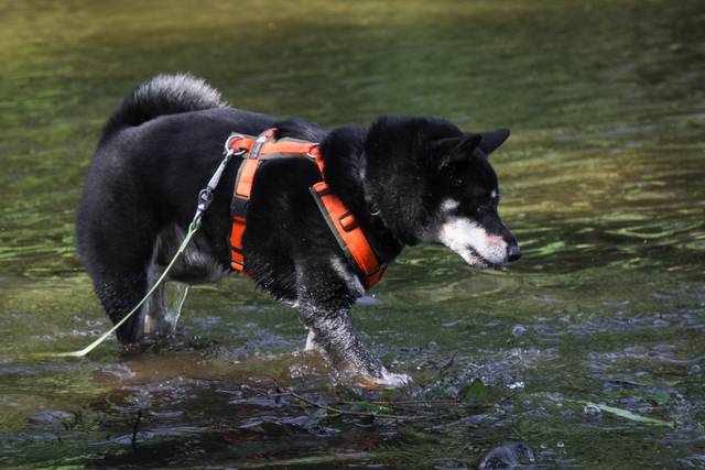 Shiba Inu Hiyuga (noir et feu)