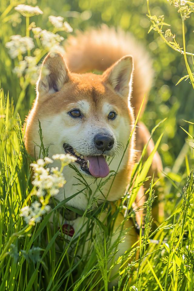 Shiba-Inu