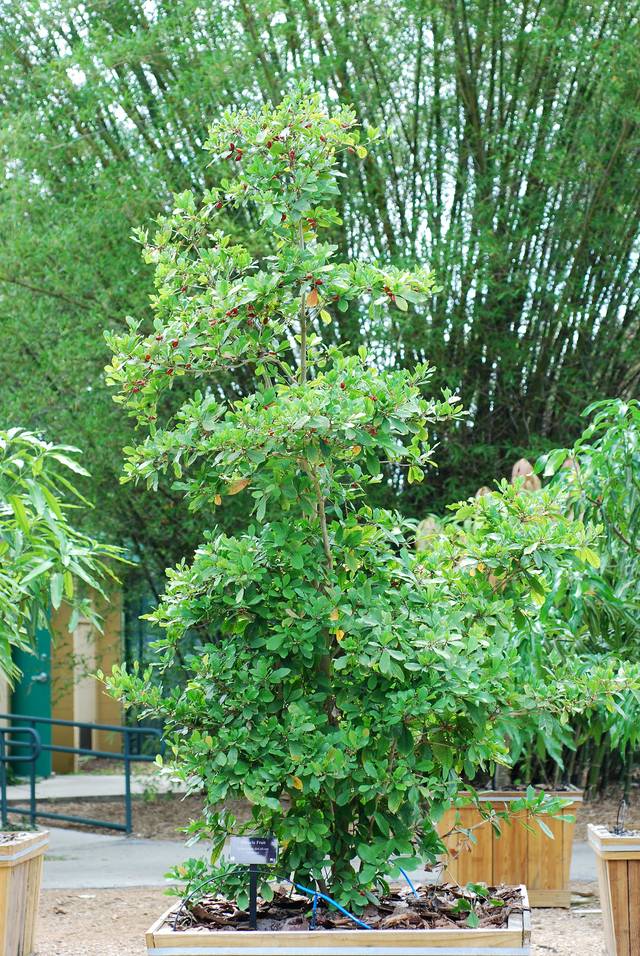 Synsepalum dulcificum cultivé dans un grand bac