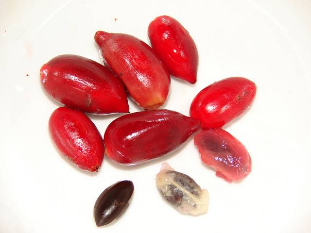 Graines de Synsepalum dulcificum (baie du miracle)