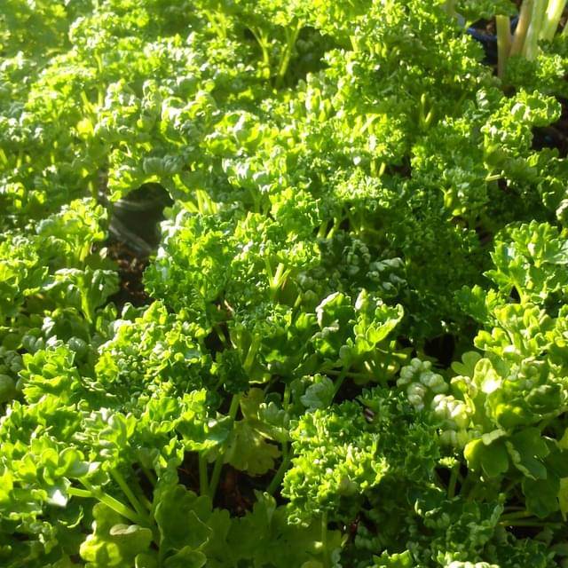 Persil frisé vert foncé  - Petroselinum crispum
