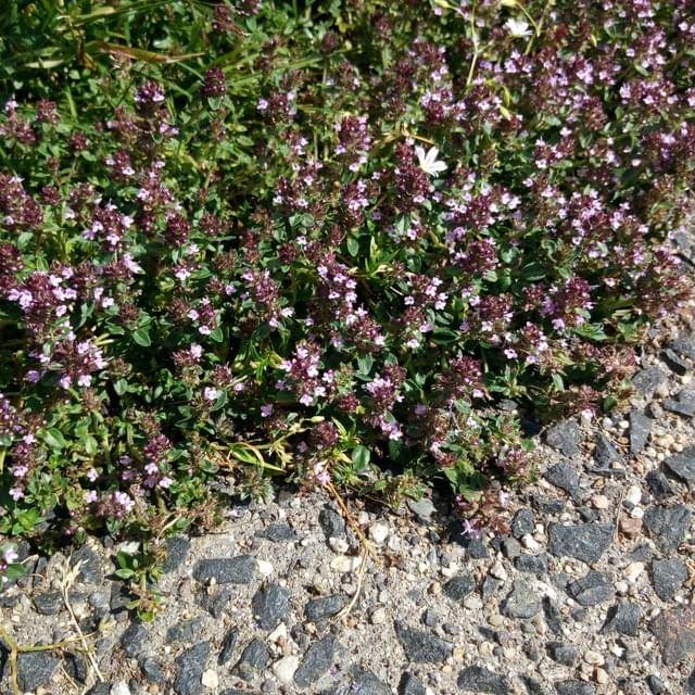 Thym serpolet - Thymus serpyllum