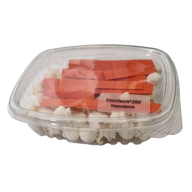 Coccinelles - Coccilaure - 250 larves (Biotop)