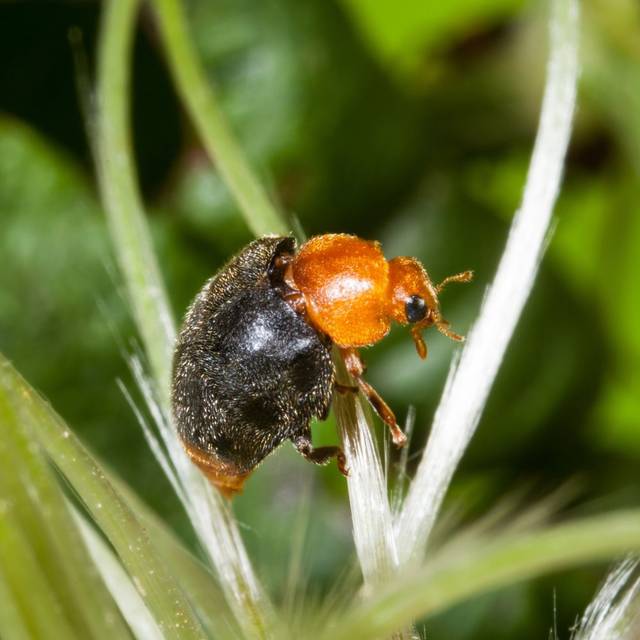 Cryptolaemus montrouzieri (BiolineAgrosciences)
