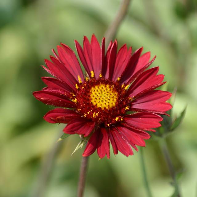 Gaillardia 'Bourgogne' - Gaillarde géante à fleurs bordeaux (Francis Bourgouin)