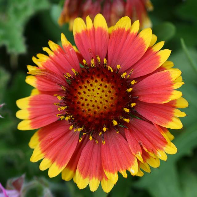 Gaillardia 'Lutin' - Gaillarde naine à fleurs bicolores (Philip Bouchard)