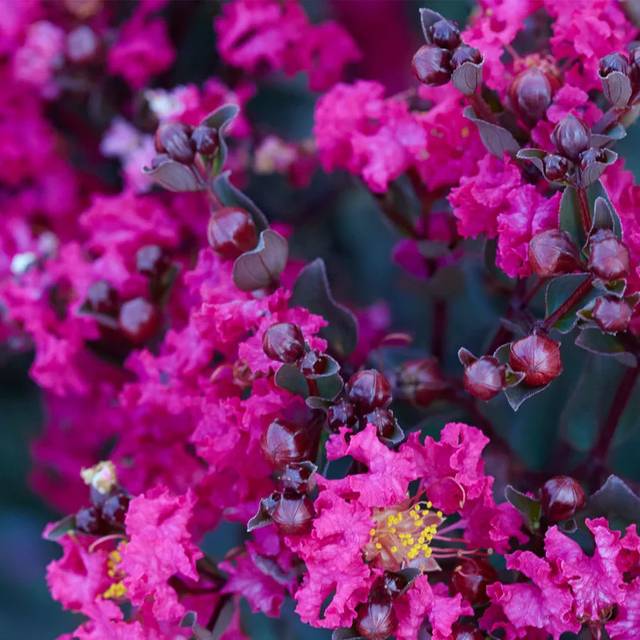 Lilas des Indes Black Diamond® 'Mystic Magenta' (J. Berry Nursery)