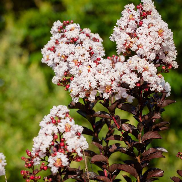 Lilas des Indes Black Solitaire® ‘Blush’ (J. Berry Nursery)
