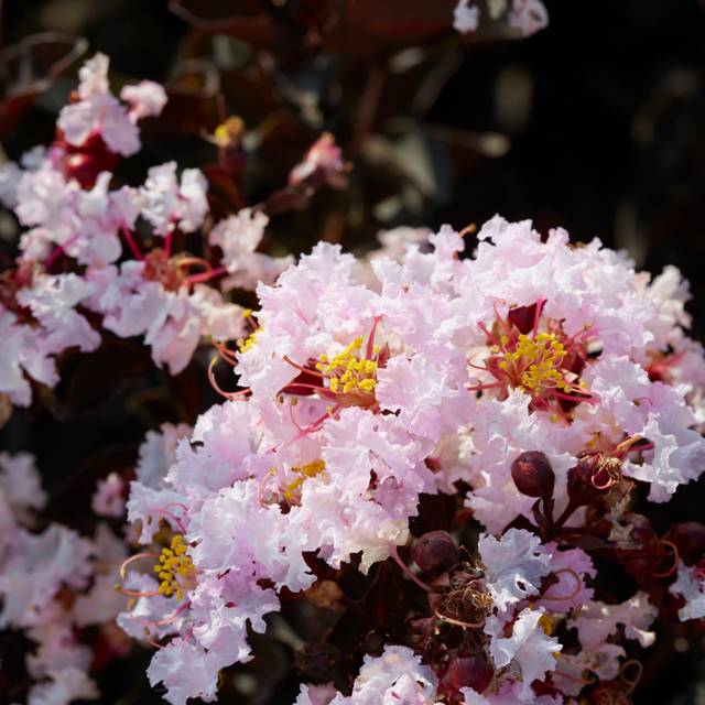 Lilas des Indes Black Solitaire® ‘Blush’ (J. Berry Nursery)