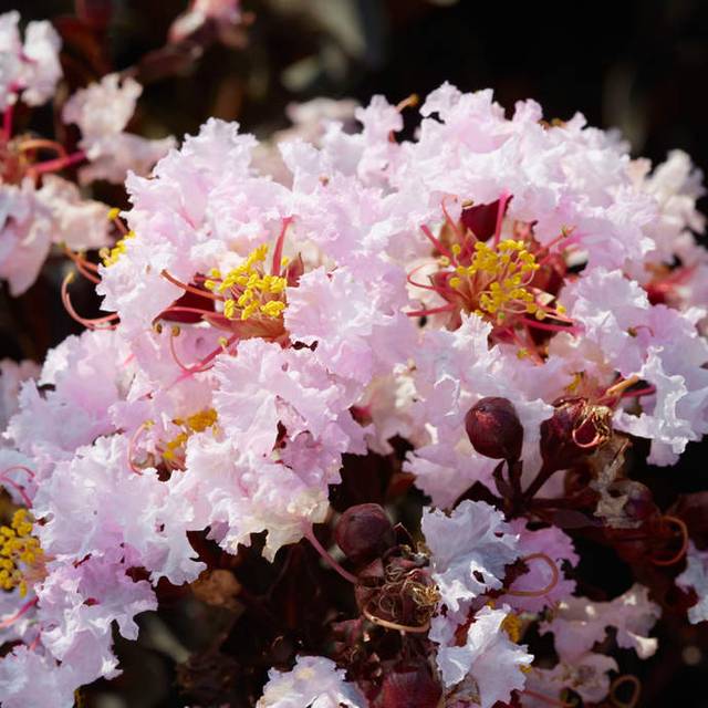 Lilas des Indes Black Solitaire® ‘Blush’ (J. Berry Nursery)