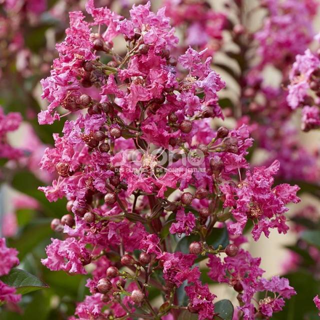 Lilas des Indes 'Berry Dazzle' - Lagerstroemia (Sapho)