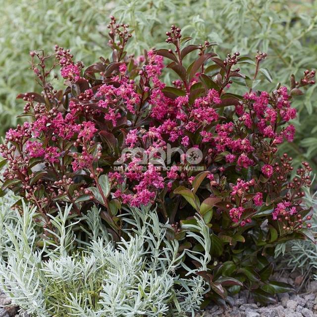 Lilas des Indes 'Berry Dazzle' - Lagerstroemia (Sapho)