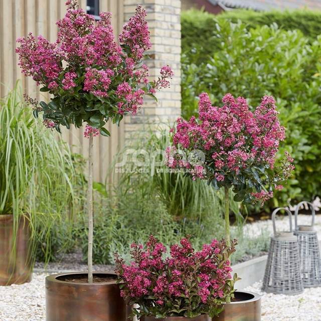 Lilas des Indes 'Berry Dazzle' - Lagerstroemia (Sapho)