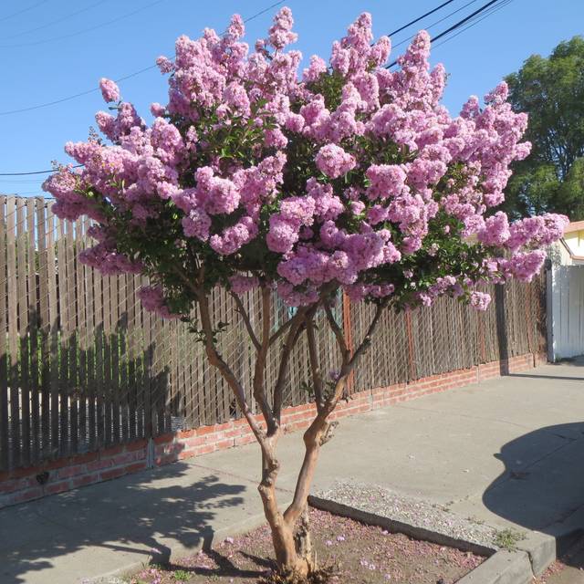 Lilas des Indes à fleurs roses - Lagerstroemia indica (Michelle Ress)
