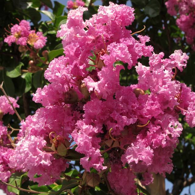 Lilas des Indes à fleurs roses - Lagerstroemia indica (jacinta lluch valero)