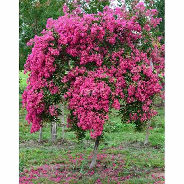 Lilas des Indes 'Mimie Fuchsia' - Lagerstroemia (Sapho)