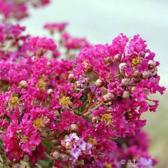 Lilas des Indes 'Mimie Fuchsia' - Lagerstroemia (Sapho)