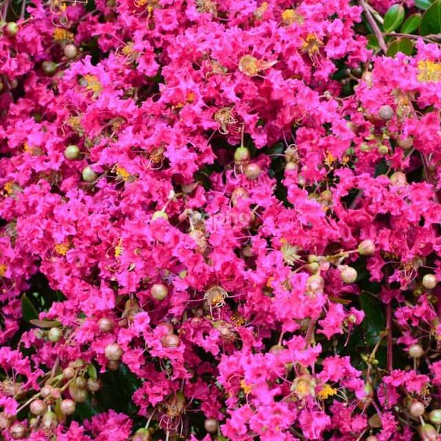 Lilas des Indes 'Mimie Fuchsia' - Lagerstroemia (Sapho)