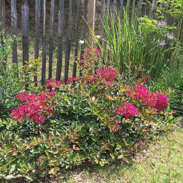 Lilas des Indes 'Mimie Fuchsia' - Lagerstroemia (Sapho)