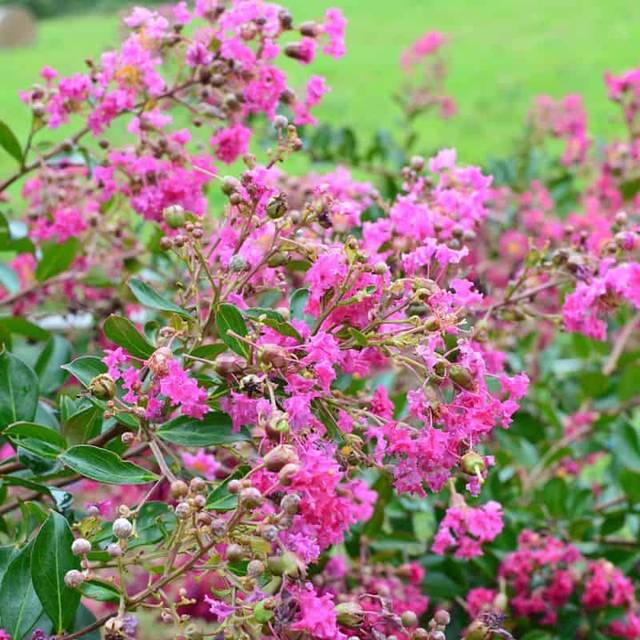 Lilas des Indes 'Mimie Rose' - Lagerstroemia (Sapho)