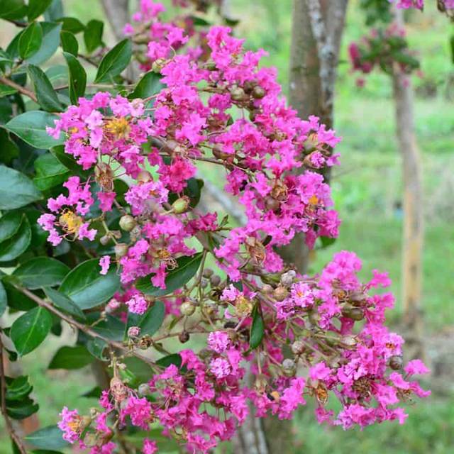 Lilas des Indes 'Mimie Rose' - Lagerstroemia (Sapho)