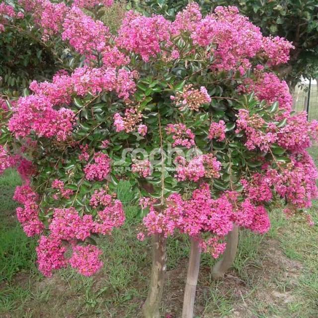 Lilas des Indes 'Mimie Rose' - Lagerstroemia (Sapho)