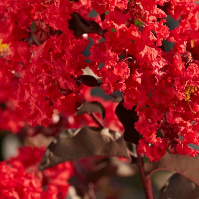 Lilas des Indes Black Diamond® 'Best Red' (J. Berry Nursery)