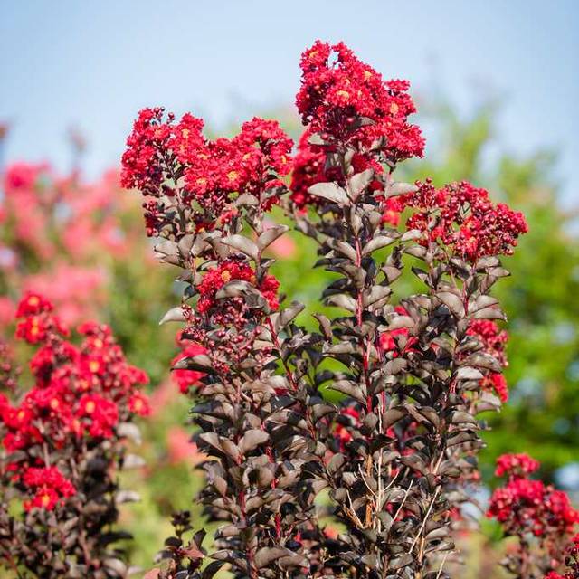 Lilas des Indes Black Diamond® 'Best Red' (J. Berry Nursery)
