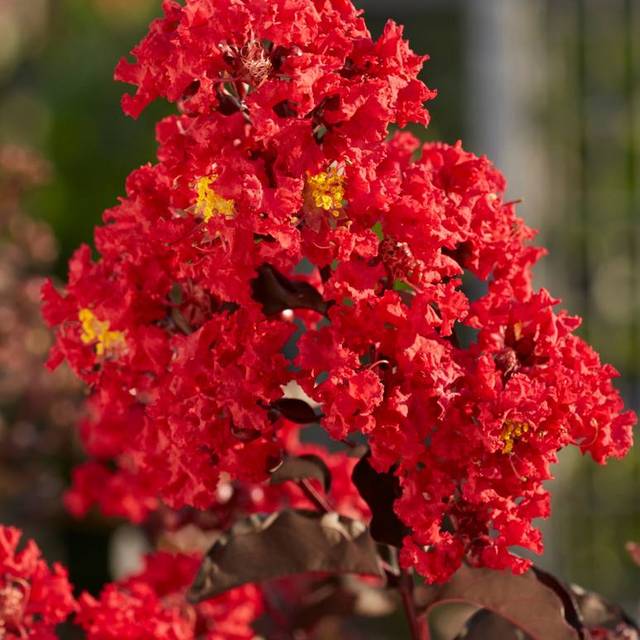 Lilas des Indes Black Diamond® 'Best Red' (J. Berry Nursery)
