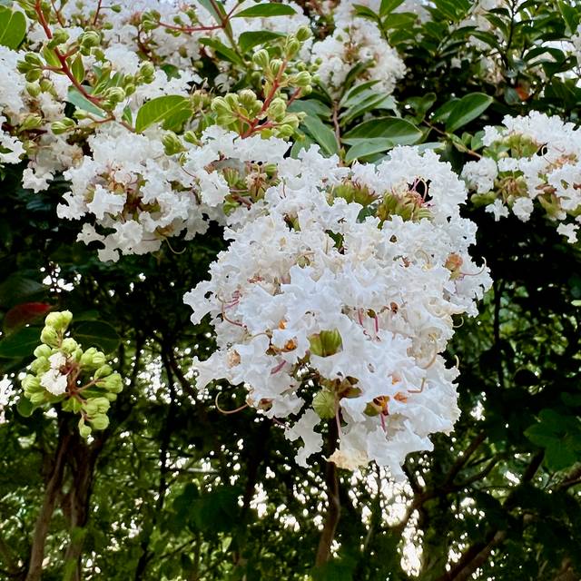 Lilas des Indes à fleurs blanches - Lagerstroemia indica (F Delventhal)