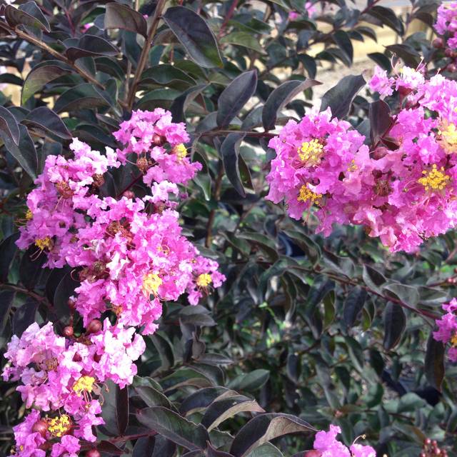 Lilas des Indes Black Solitaire® ‘Lavander Lace’ (Lagerstroemia) (J. Berry Nursery)