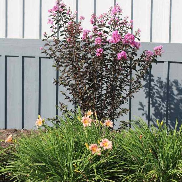 Lilas des Indes Black Solitaire® ‘Lavander Lace’ (Lagerstroemia) (J. Berry Nursery)