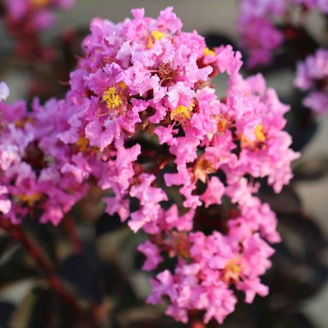 Lilas des Indes Black Solitaire® ‘Lavander Lace’ (Lagerstroemia) (J. Berry Nursery)