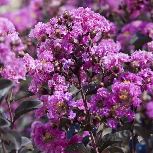 Lilas des Indes Black Diamond® Purely Purple (J. Berry Nursery)