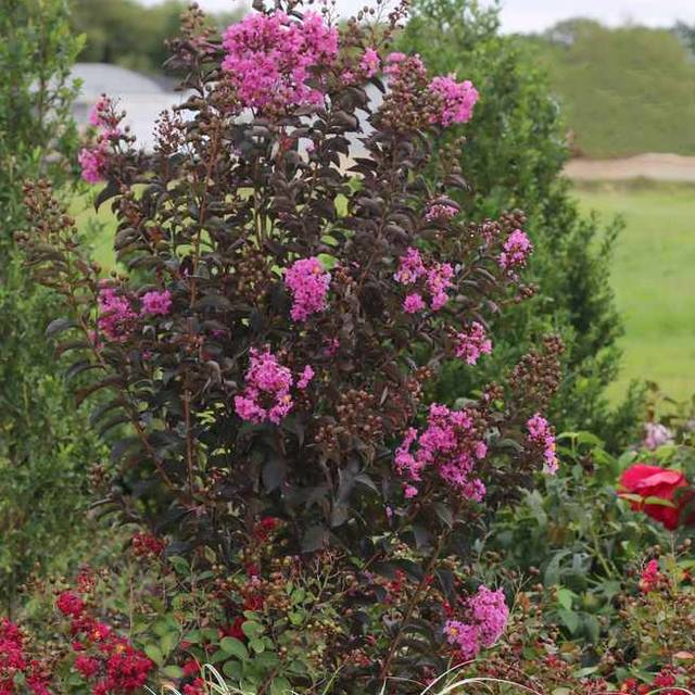 Lilas des Indes Black Diamond® Purely Purple (J. Berry Nursery)
