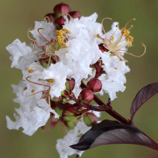 Lilas des Indes Black Diamond® 'Pure White' (J. Berry Nursery)