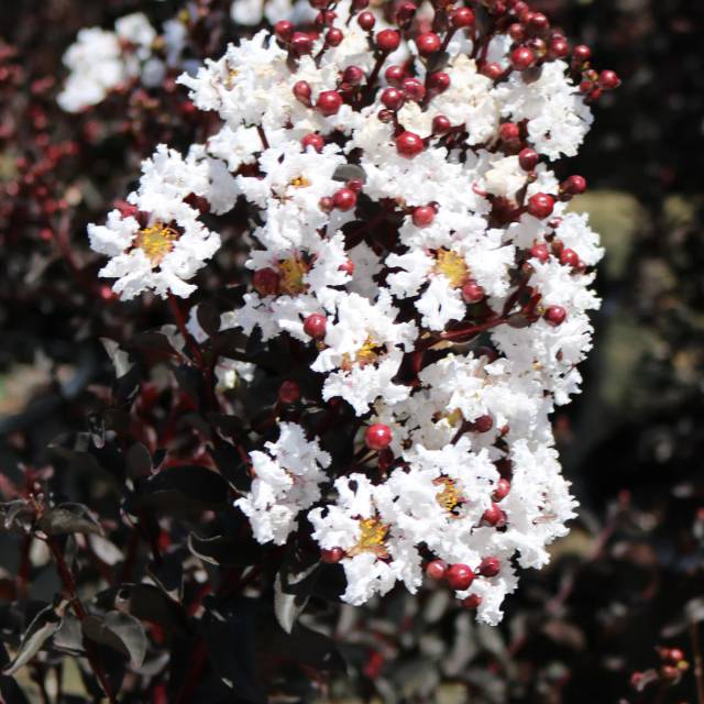 Lilas des Indes Black Diamond® 'Pure White' (J. Berry Nursery)