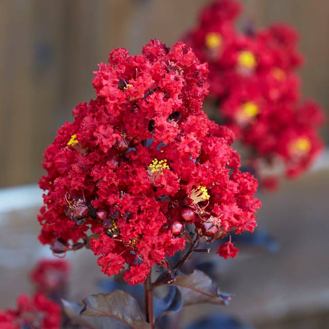 Lilas des Indes Black Diamond® 'Red Hot' (J. Berry Nursery)