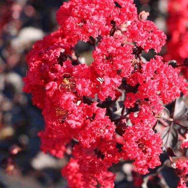Lilas des Indes Black Diamond® 'Red Hot' (J. Berry Nursery)