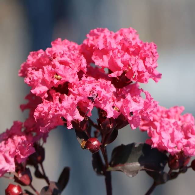 Lilas des Indes Black Diamond® ‘Shell Pink’ (J. Berry Nursery)