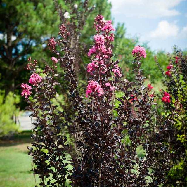 Lilas des Indes Black Diamond® ‘Shell Pink’ (J. Berry Nursery)