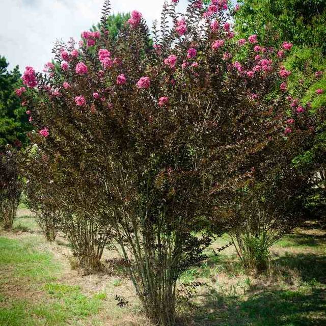 Lilas des Indes Black Diamond® ‘Shell Pink’ (J. Berry Nursery)