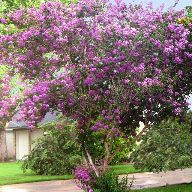 Lilas des Indes à fleurs mauves - Lagerstroemia indica (PINKE)