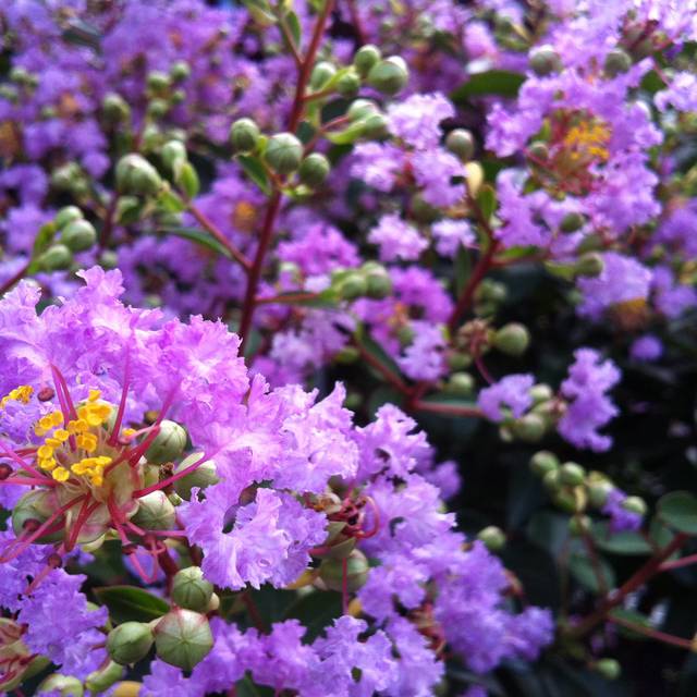 Lilas des Indes à fleurs mauves - Lagerstroemia indica (coloredby)