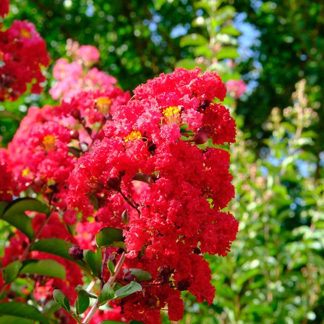 Lilas des Indes à fleurs rouges - Lagerstroemia indica (Gene Ellison)