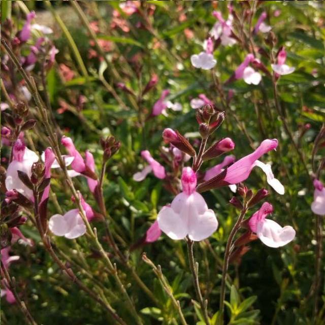 Sauge 'Joy' (Salvia microphylla)