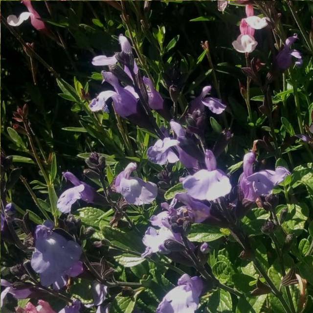 Sauge 'So Cool' - Salvia microphylla