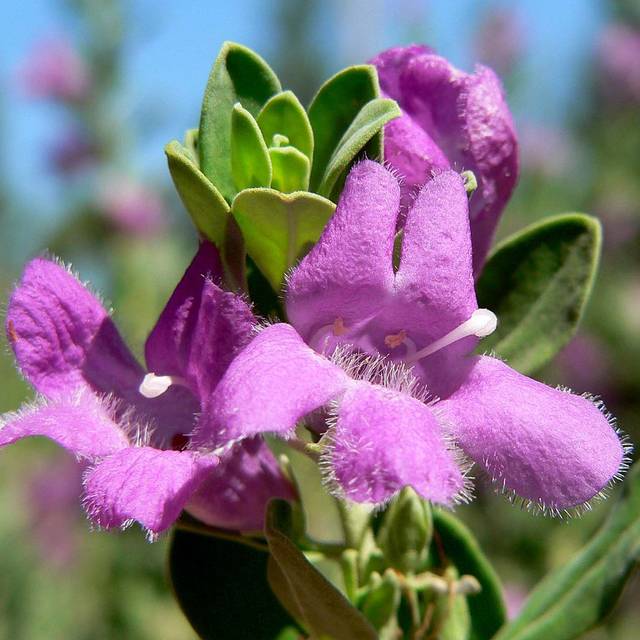 Leucophyllum 'Green Cloud' (Stan Shebs / Wikimedia)