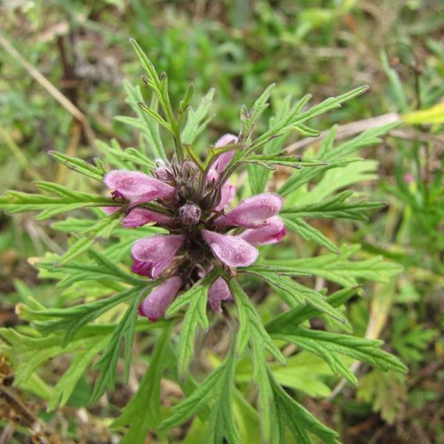 Agripaume du Japon (Leonurus japonicus) ( Forest and Kim Starr)